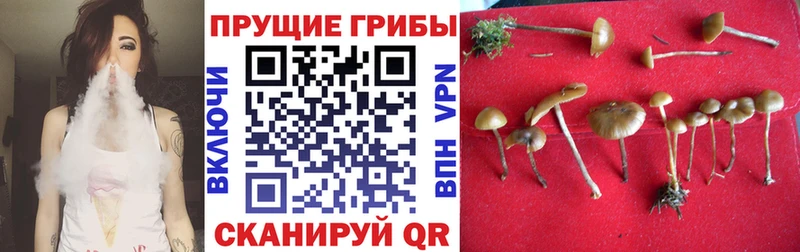 Галлюциногенные грибы Psilocybe купить Брянск