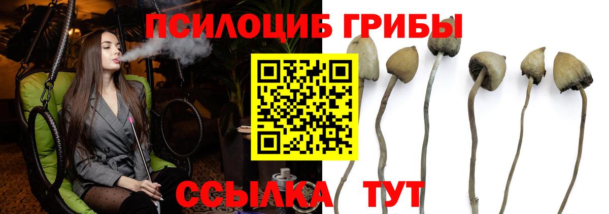 Брянск  Галлюциногенные грибы Psilocybine cubensis  Вход с VPN 